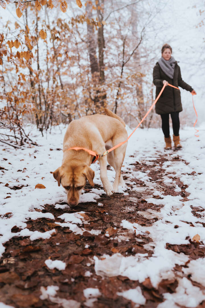 HUNTER Suchleine Convenience